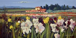La Toscana fiorisce III by Bruno Tinucci - Original Painting on Stretched Canvas sized 39x20 inches. Available from Whitewall Galleries